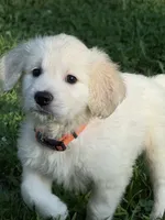 River, a male English Cream Golden Retriever for sale in Arnold, MD – 1 of 4