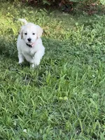 Pepper, a female English Cream Golden Retriever for sale in Arnold, MD – 5 of 8