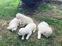 Pepper, a female English Cream Golden Retriever for sale in Arnold, MD – 8 of 8