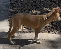 Lady, a female American Pit Bull Terrier for sale in Houston, TX – Photo 2 of 3