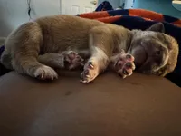 Lady, a female American Pit Bull Terrier for sale in Houston, TX – Photo 3 of 3