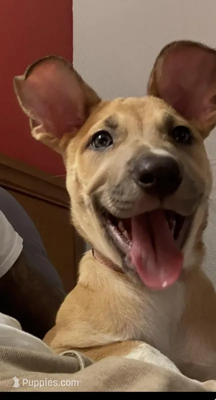 Lady – American Pit Bull Terrier puppy for sale in Houston, TX