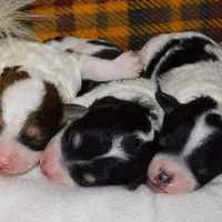 processed/d1bbffbc-c762-4ad5-9428-53b8d487833f/facility/27bb2c95-9431-4ab5-be62-9d9f9e8a54e4