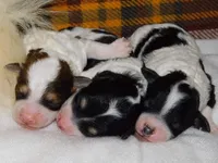 processed/d1bbffbc-c762-4ad5-9428-53b8d487833f/facility/27bb2c95-9431-4ab5-be62-9d9f9e8a54e4