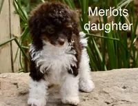 Merlot,brown,AKC&TESTED, a male Poodle - Miniature  for sale in Unionville, MO – Photo 5 of 10
