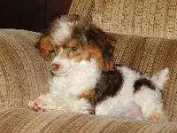 Merlot,brown,AKC&TESTED, a male Poodle - Miniature  for sale in Unionville, MO – Photo 1 of 10