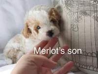 Merlot,brown,AKC&TESTED, a male Poodle - Miniature  for sale in Unionville, MO – Photo 10 of 10