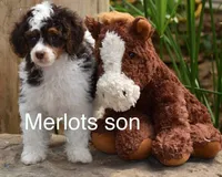 Merlot,brown,AKC&TESTED, a male Poodle - Miniature  for sale in Unionville, MO – Photo 7 of 10