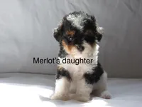 Merlot,brown,AKC&TESTED, a male Poodle - Miniature  for sale in Unionville, MO – Photo 8 of 10