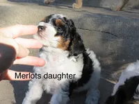 Merlot,brown,AKC&TESTED, a male Poodle - Miniature  for sale in Unionville, MO – Photo 9 of 10