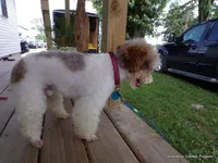 Merlot,brown,AKC&TESTED, a male Poodle - Miniature  for sale in Unionville, MO – Photo 3 of 10