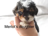 Merlot,brown,AKC&TESTED, a male Poodle - Miniature  for sale in Unionville, MO – Photo 6 of 10