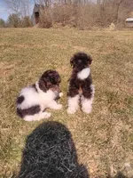 Brown Akc tested, a male Poodle - Toy  for sale in Unionville, MO – Photo 8 of 10