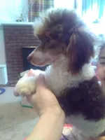 Brown Akc tested, a male Poodle - Toy  for sale in Unionville, MO – Photo 3 of 10