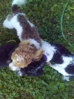 Brown Akc tested, a male Poodle - Toy  for sale in Unionville, MO – Photo 4 of 10