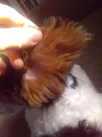 Brown Akc tested, a male Poodle - Toy  for sale in Unionville, MO – Photo 2 of 10