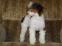 Brown Akc tested, a male Poodle - Toy  for sale in Unionville, MO – Photo 7 of 10