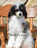 Brown Akc tested, a male Poodle - Toy  for sale in Unionville, MO – Photo 10 of 10