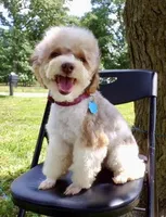 Brown Akc tested, a male Poodle - Toy  for sale in Unionville, MO – Photo 6 of 10