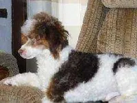 Brown Akc tested, a male Poodle - Toy  for sale in Unionville, MO – Photo 5 of 10