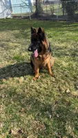 N/A, a female German Shepherd Dog for sale in Marlton, NJ – Photo 3 of 3