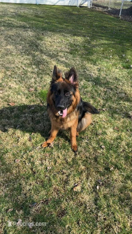 N/A – German Shepherd Dog puppy for sale in Marlton, NJ