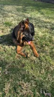 N/A, a female German Shepherd Dog for sale in Marlton, NJ – Photo 2 of 3