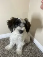 Champ, a male Shorkie for sale in Sanford, FL – 5 of 5
