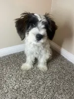 Champ, a male Shorkie for sale in Sanford, FL – 4 of 5