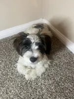 Champ, a male Shorkie for sale in Sanford, FL – 2 of 5