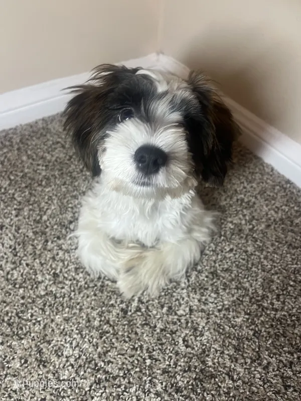 Champ – Shorkie puppy for sale in Sanford, FL
