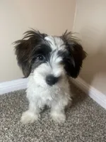 Champ, a male Shorkie for sale in Sanford, FL – 3 of 5