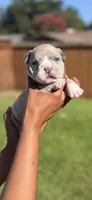 American Pocket Bully Male 5, a male American Bully for sale in Richardson, TX – 1 of 5