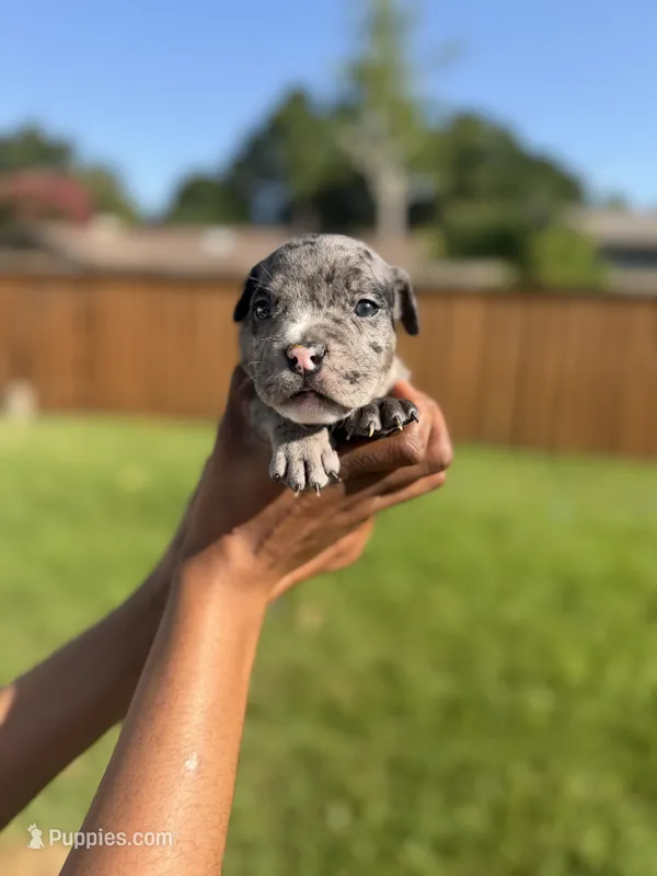 American Pocket Bully Male 3 – American Bully puppy for sale in Richardson, TX