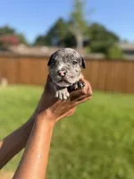 American Pocket Bully Male 3, a male American Bully for sale in Richardson, TX – 1 of 5