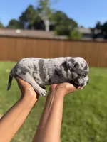 American Pocket Bully Male 2, a female American Bully for sale in Richardson, TX – 2 of 5