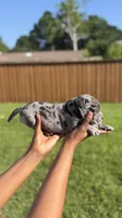 American Pocket Bully Male 4, a male American Bully for sale in Richardson, TX – 4 of 4