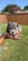 American Pocket Bully Male 4, a male American Bully for sale in Richardson, TX – 3 of 4