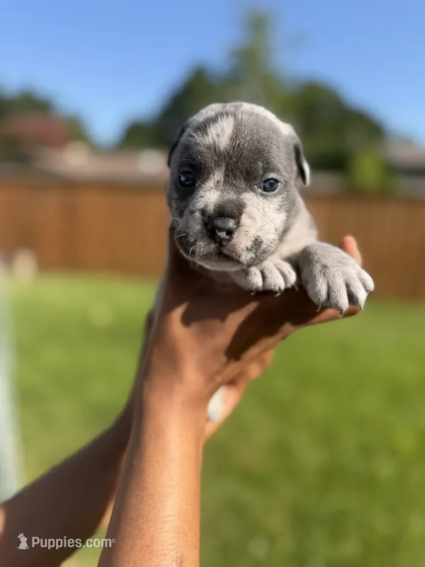 American Pocket Bully Male 2 – American Bully puppy for sale in Richardson, TX