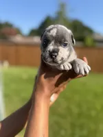 American Pocket Bully Male 2, a female American Bully for sale in Richardson, TX – 1 of 5