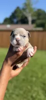 American Pocket Bully Male 5, a male American Bully for sale in Richardson, TX – 2 of 5