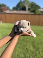American Pocket Bully Male 5, a male American Bully for sale in Richardson, TX – 4 of 5