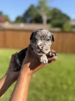 American Pocket Bully Male 3, a male American Bully for sale in Richardson, TX – 4 of 5