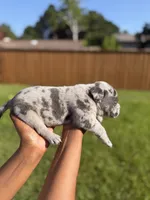 American Pocket Bully Male 2, a female American Bully for sale in Richardson, TX – 4 of 5