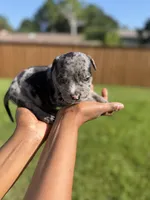 American Pocket Bully Male 3, a male American Bully for sale in Richardson, TX – 3 of 5