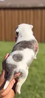 American Pocket Bully Female 1, a female American Bully for sale in Richardson, TX – 3 of 4