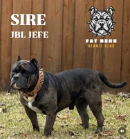 American Pocket Bully Male 4, a male American Bully for sale in Richardson, TX – 5 of 6