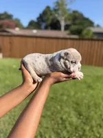 American Pocket Bully Male 5, a male American Bully for sale in Richardson, TX – 5 of 5