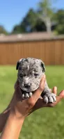 American Pocket Bully Male 4, a male American Bully for sale in Richardson, TX – 1 of 4
