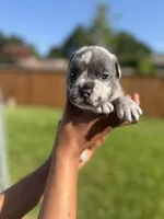American Pocket Bully Male 2, a female American Bully for sale in Richardson, TX – 3 of 5